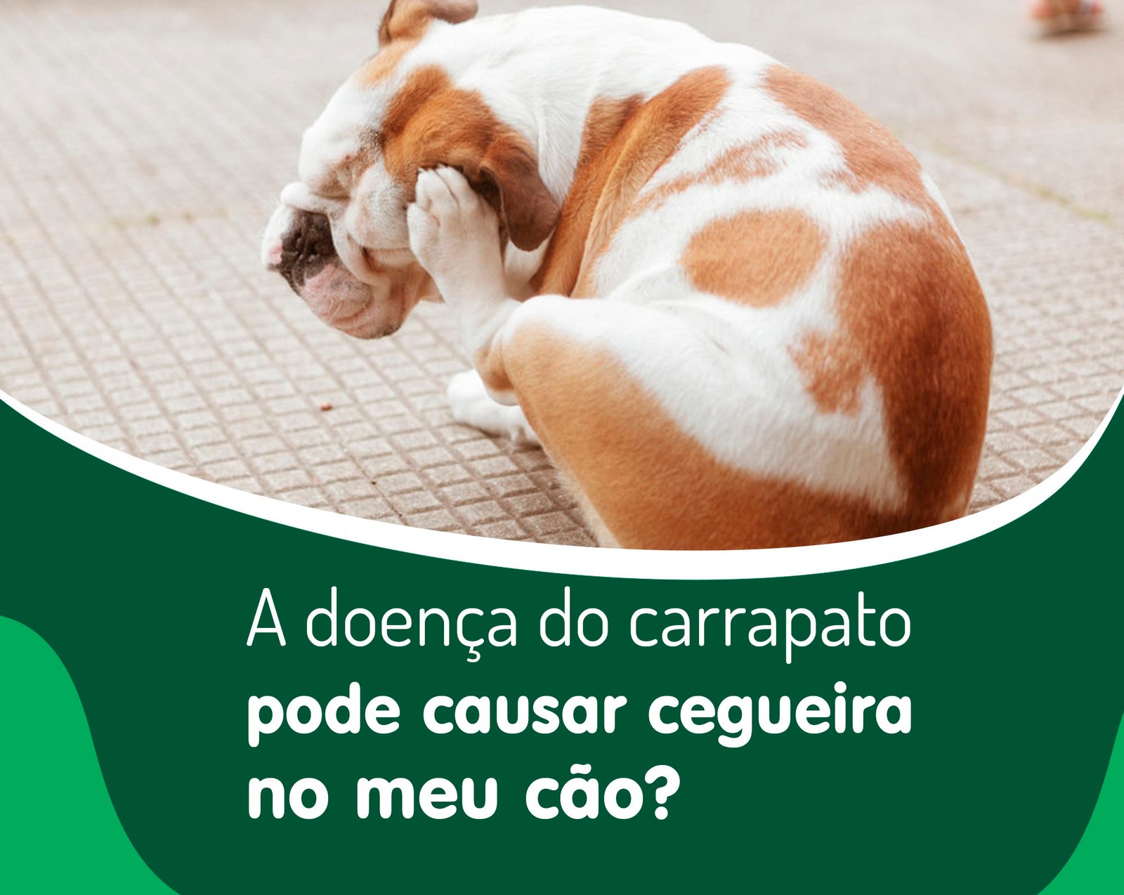 A doença do carrapato pode causar cegueira no meu cão? – Pet Visão