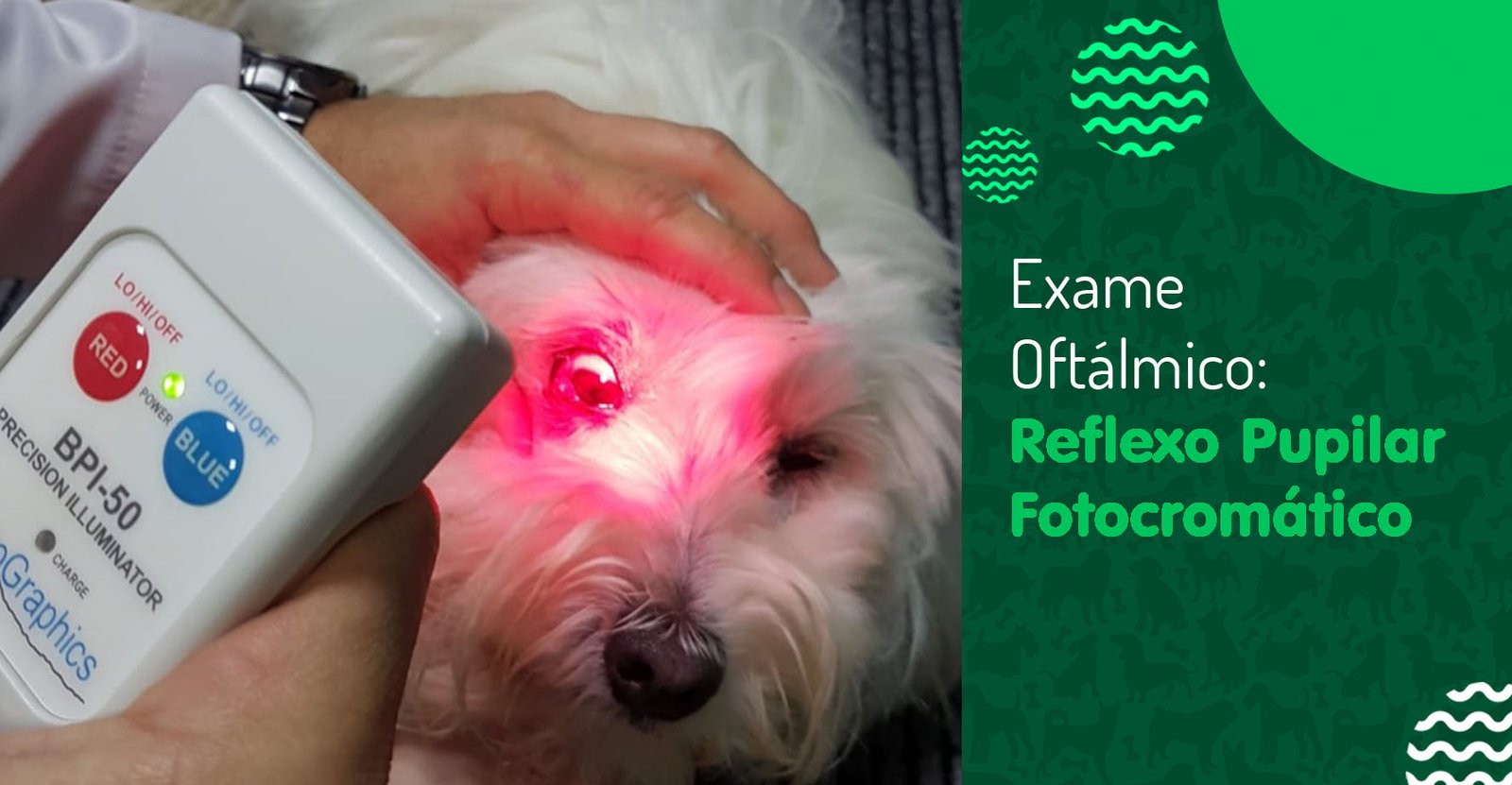 Exame oftálmico reflexo pupilar fotocromático Pet Visão
