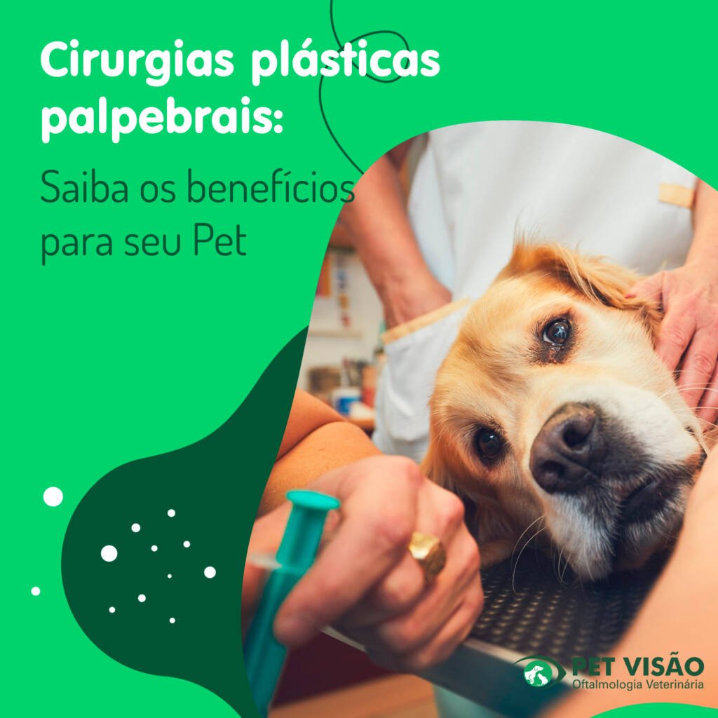 Cirurgias plásticas palpebrais: Saiba os benefícios para seu Pet