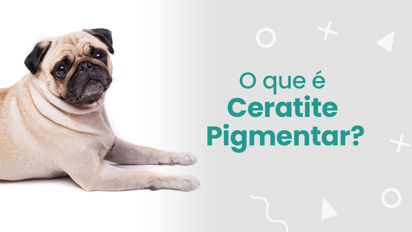 Pet Visão Oftalmologia Veterinária